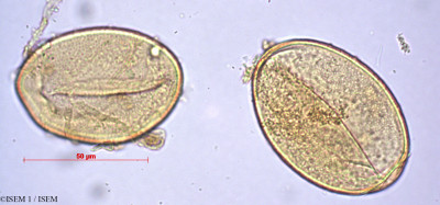 ISEM 1/Bomarea_aurantiaca_29430/Bomarea_aurantiaca_29430_0001(copy)_thumb.jpg